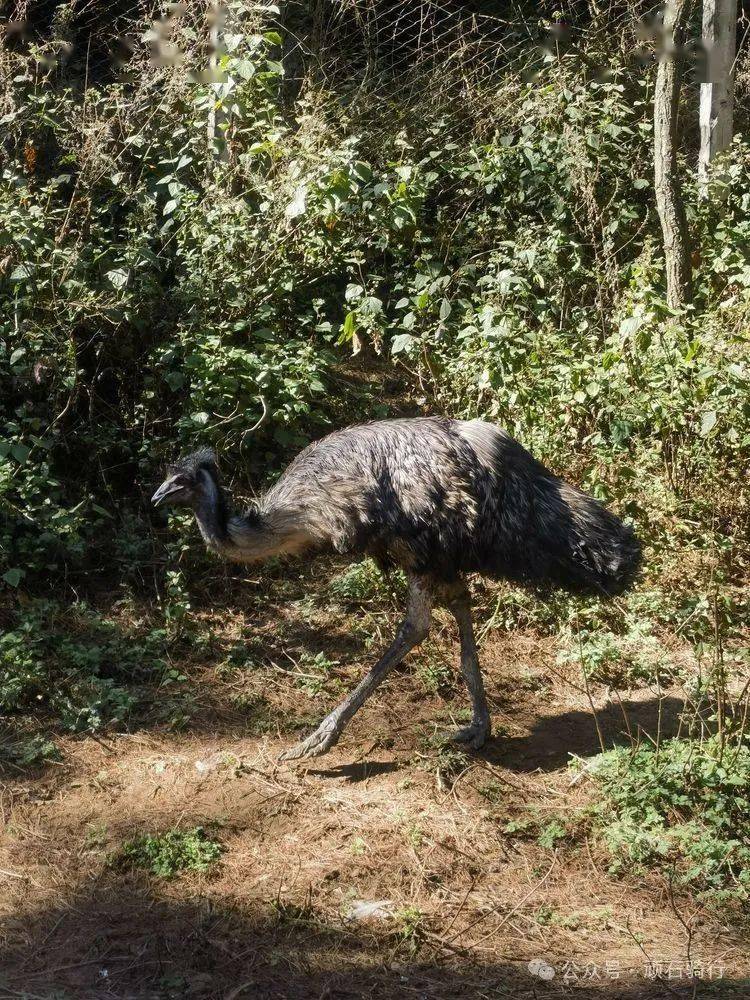 云南野生动物园樱花季