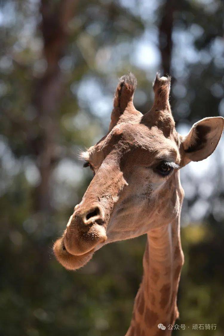 云南野生动物园樱花季