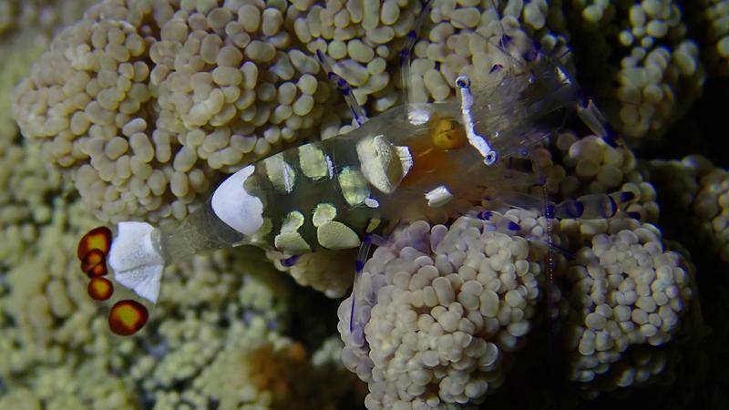 海葵虾:珊瑚礁中的小精灵