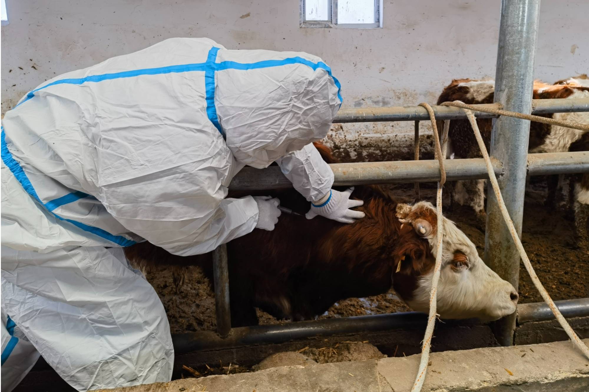 乡牧业村养殖小区,畜牧兽医站工作人员正在为养殖户的牛羊接种疫苗,并