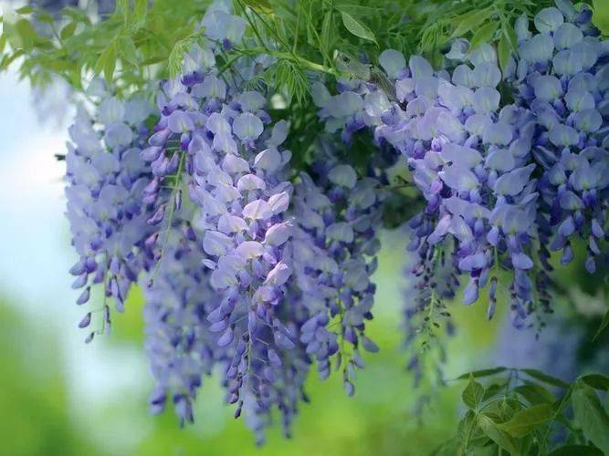 有奖征集紫藤之约书香与自然的浪漫交融