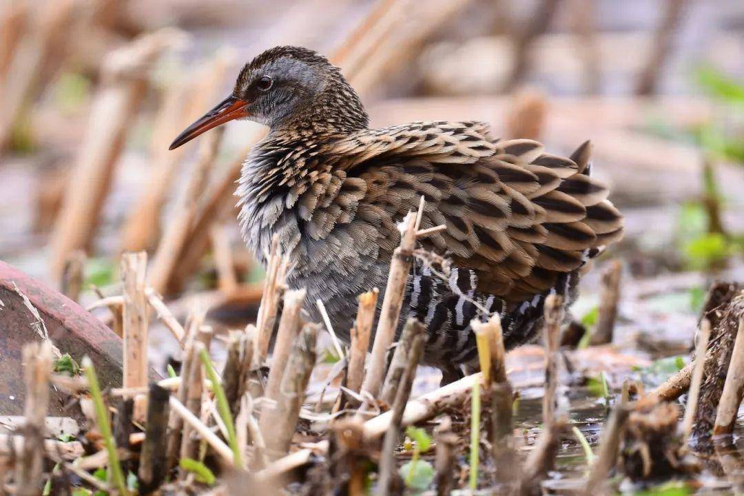 2月,浦东的空中有这些"小精灵"来访_东滩_鸟类_网名