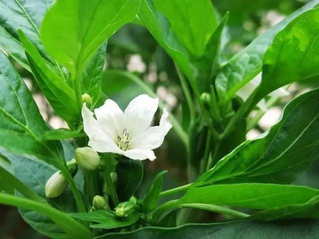 吃了一辈子蔬菜,却没见过它开花的样子