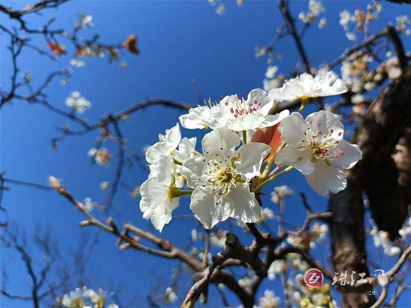 会泽水城梨园图片