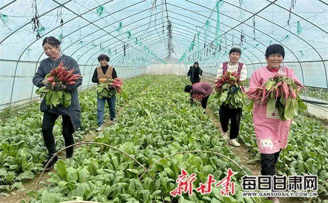 水萝卜_大寨村_蔬菜