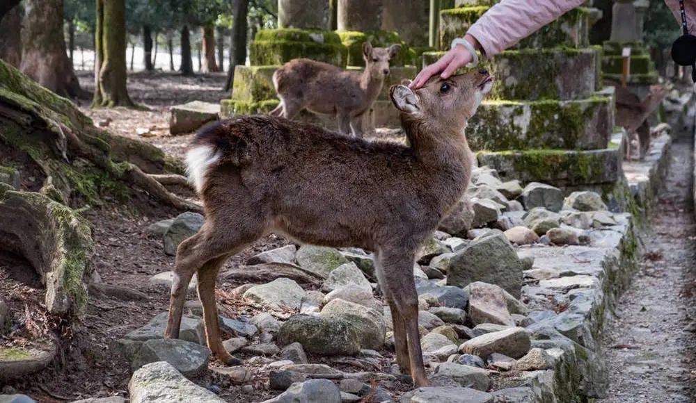 图片选自千图网亲手制作京友禅手帕和寿司,奈良公园喂小鹿,深度探访