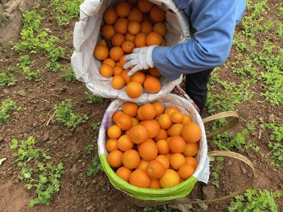 20万斤中华红血橙249箱包邮秭归老农精心种植肩挑背扛出大山期待您的