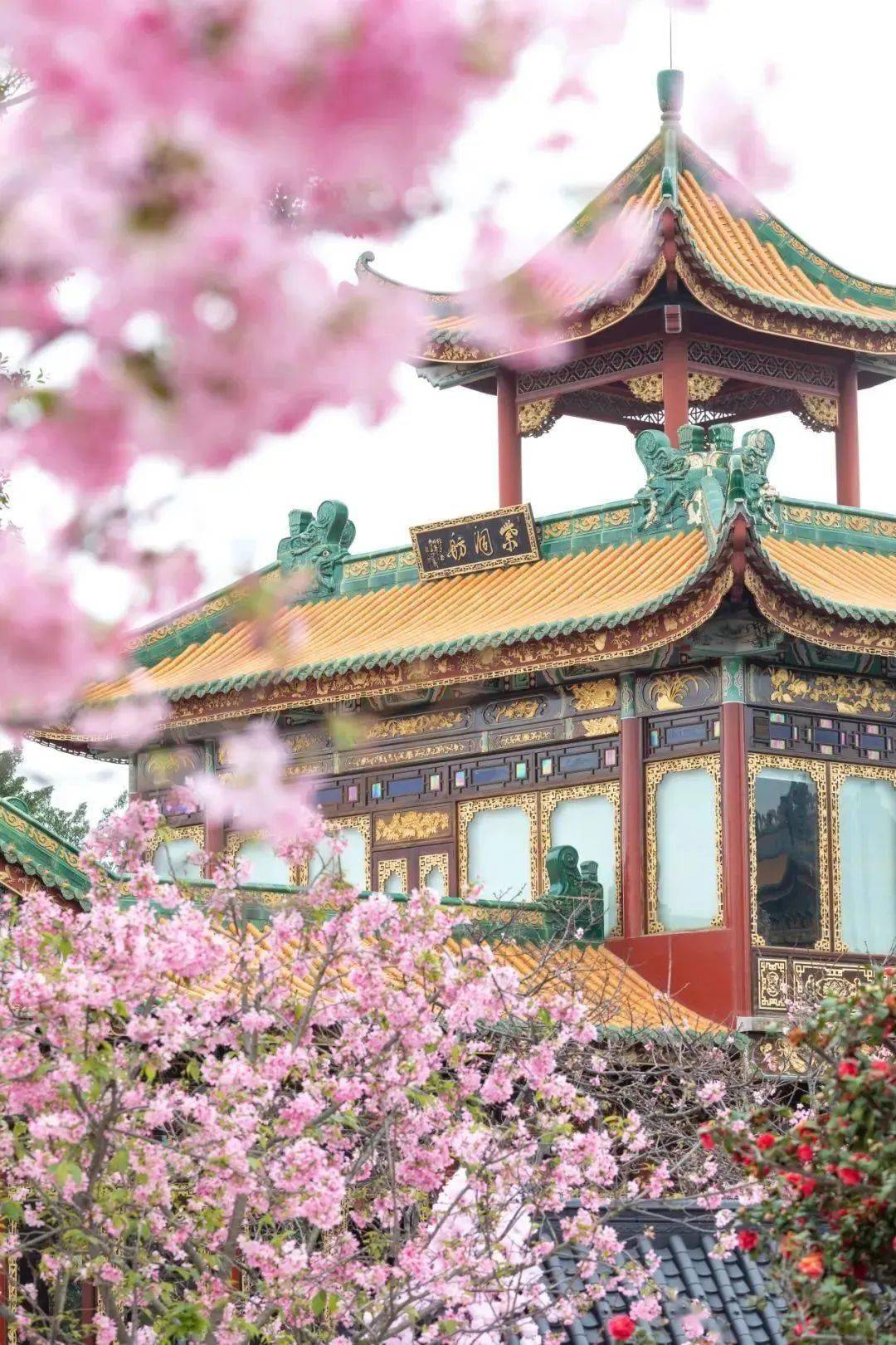 不出广州带你看十里樱花海