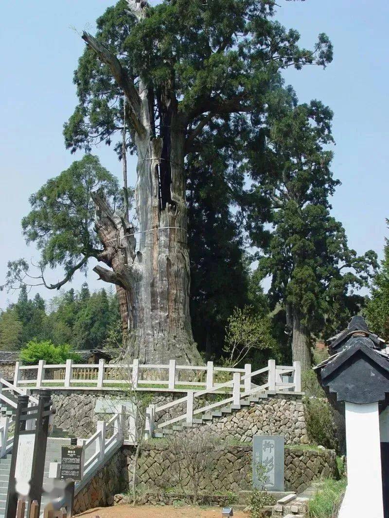 植树节丽水有古树名木54210株宝藏树来了