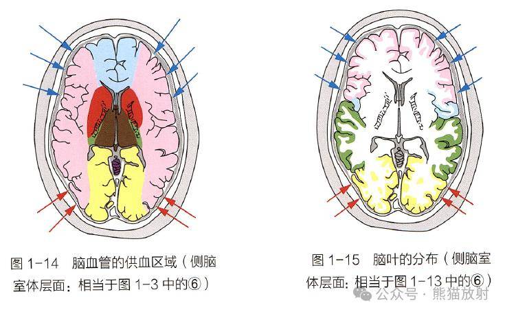 脑血管的供血区域与脑叶的分布