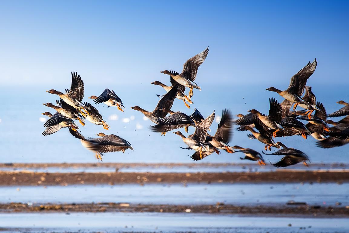 因此这里也是鸟类的栖居"天堂",东方白鹳,小天鹅,白琵鹭,灰雁,鸿雁