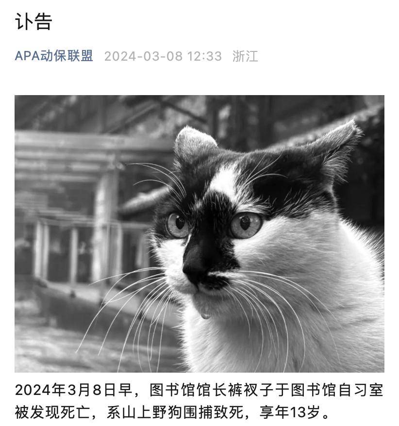 13岁猫馆长猝然离世一尊雕塑看哭众人别挪开让它再晒晒太阳吧
