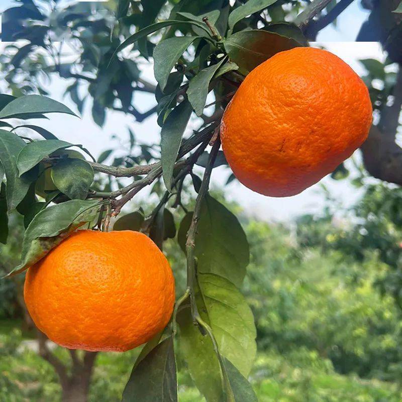耙耙柑升级版甜度堪比哈密瓜明日见柑橘皮薄肉嫩香甜细腻