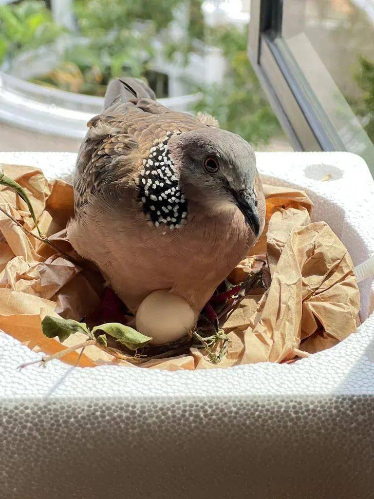 珠颈斑鸠,俗称野鸽子,城市里最常见的鸟之一,也是近几年的网红鸟,红在