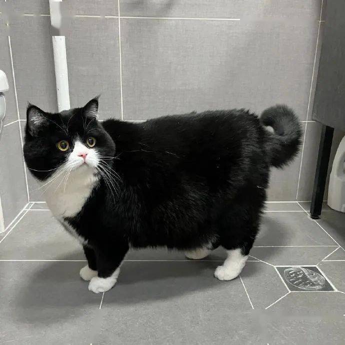 头像| 323038 38363534奶牛猫_男女_来自_网络