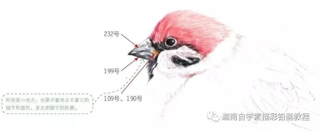 彩铅画的小麻雀好逼真