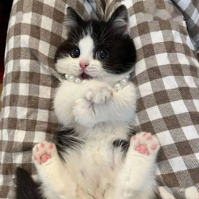 头像| 323038 38363534奶牛猫_男女_来自_网络