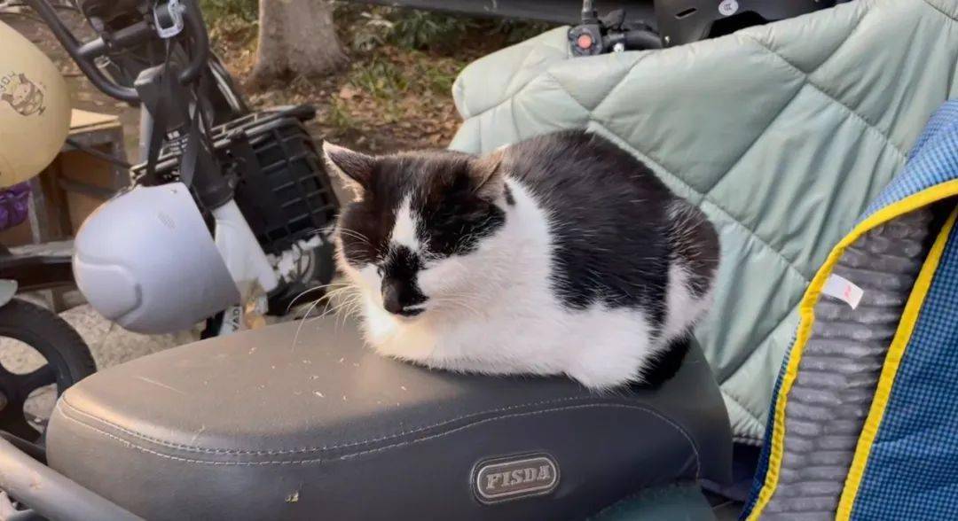 13岁猫馆长猝然离世一尊雕塑看哭众人别挪开让它再晒晒太阳吧