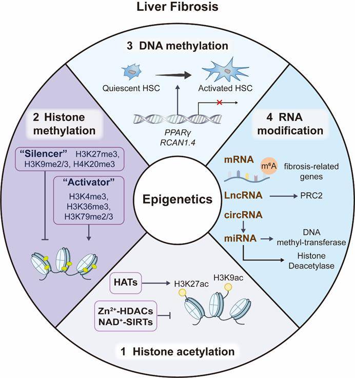 apsb综述epigeneticmodificationinliverfibrosis