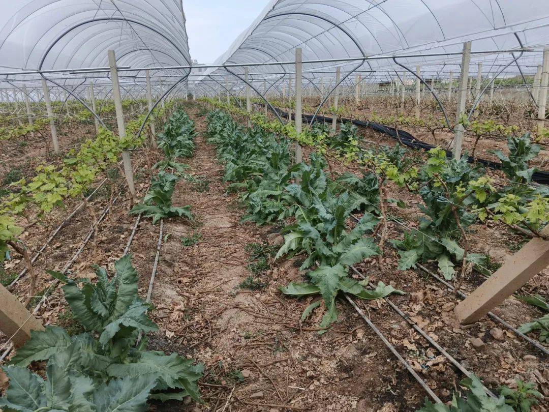 野菜种植基地的详细介绍(野菜种植基地的详细介绍图片)