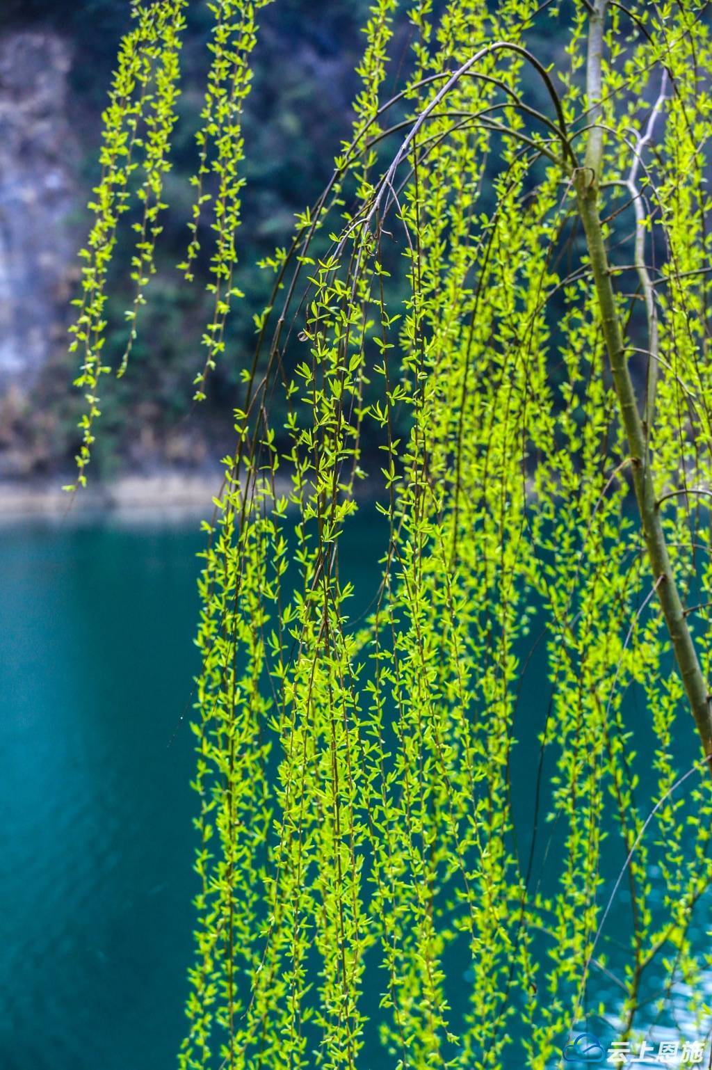 诗画鹤峰青青河边柳