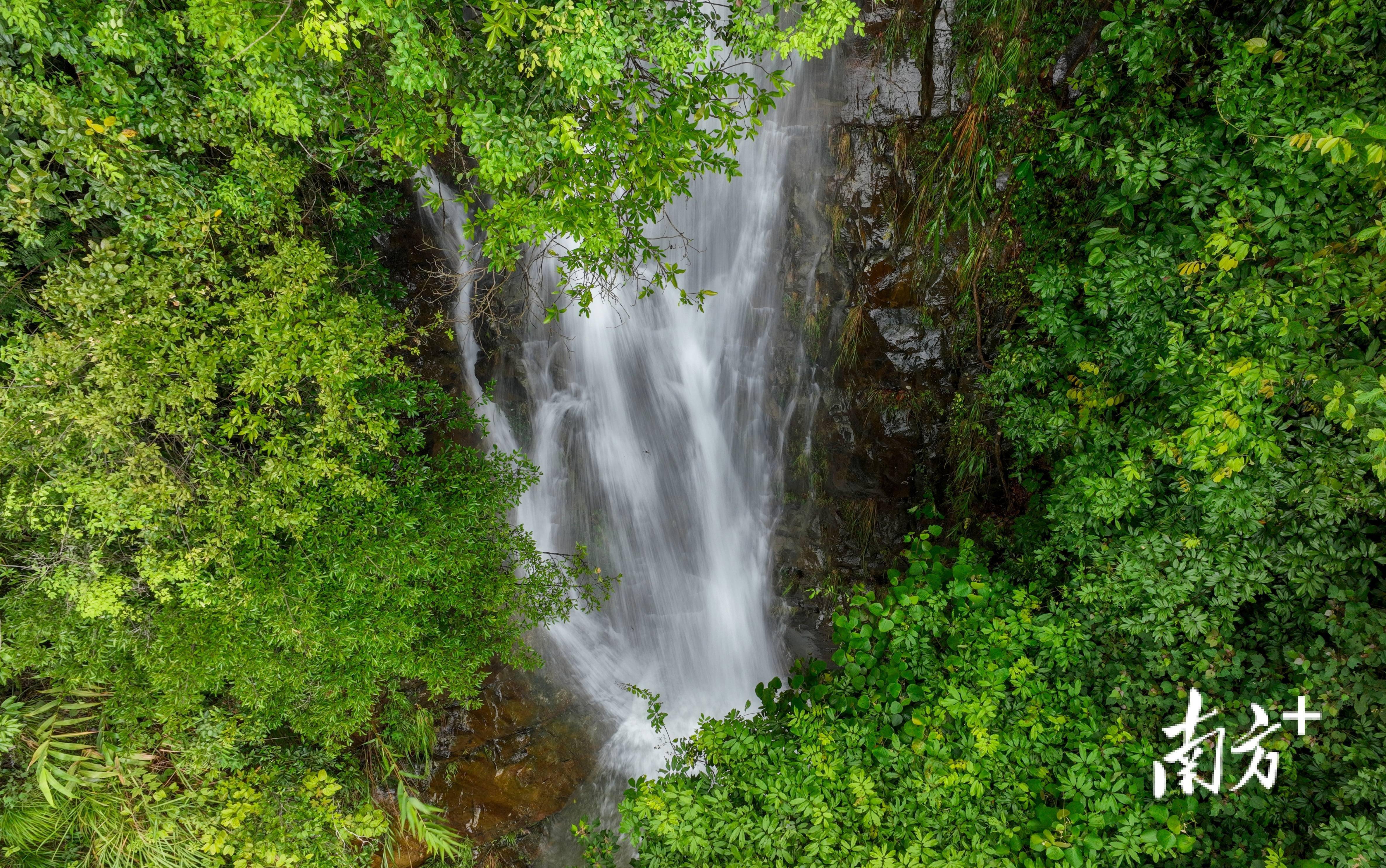 春林初盛绿美鹤山