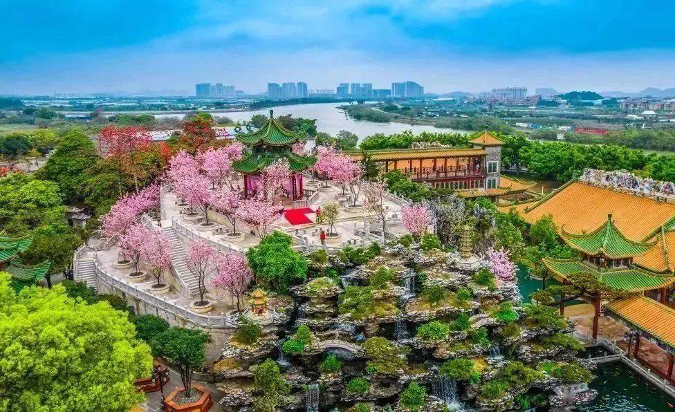 资料图▲在宝墨园·南粤苑,樱花开在亭台楼阁,小桥流水处,开在宝墨园