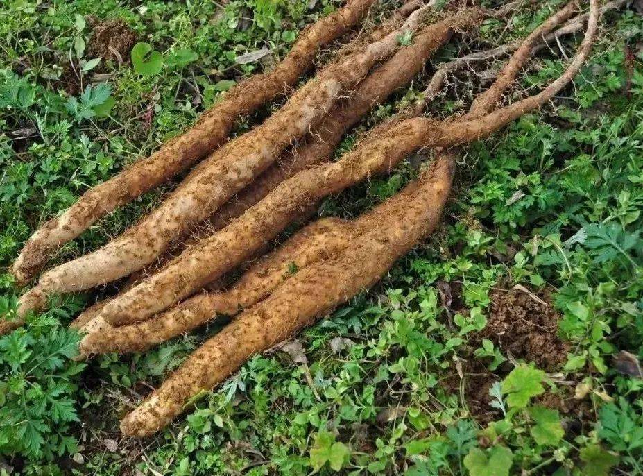 山药换个吃法补虚又益脾胃香酥松脆浓浓粗粮香好吃不怕胖