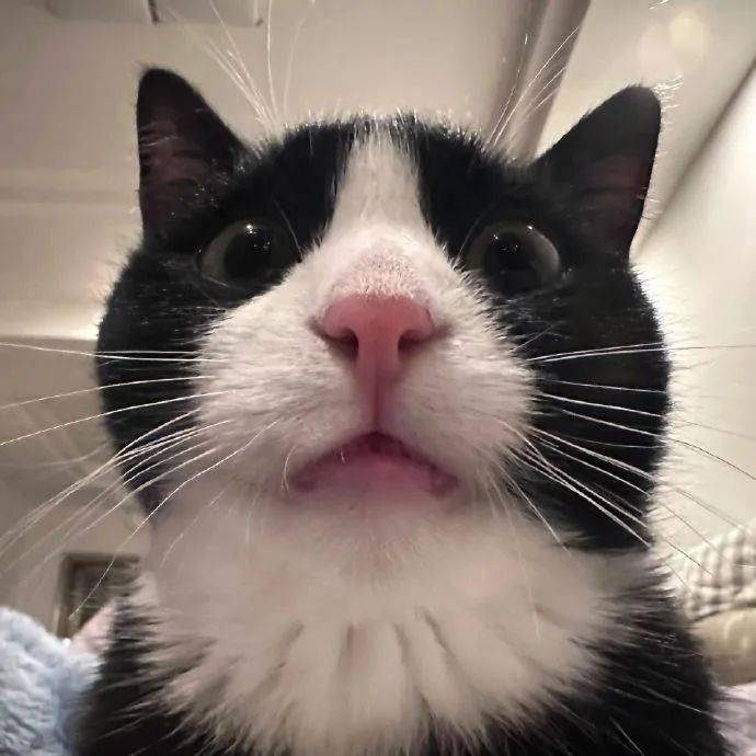 头像| 323038 38363534奶牛猫_男女_来自_网络