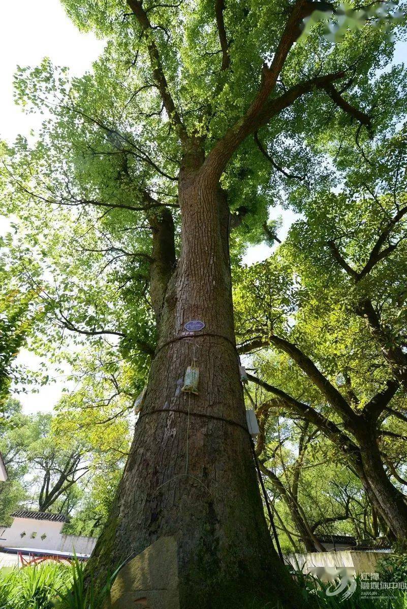 江津人区树区花都知道吧