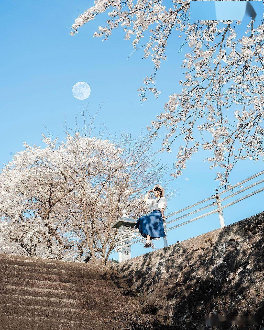 春天摄影宝典手机拍出专业级花海大片教你get唯美春日时光