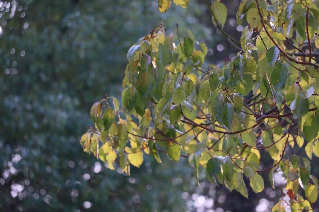 菁菁校园信息驿站植此春绿不负春光