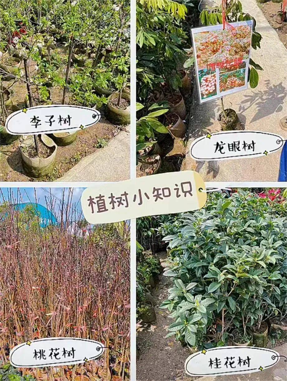 邕抱春天植得期待这一抹绿值得每个南宁人自豪