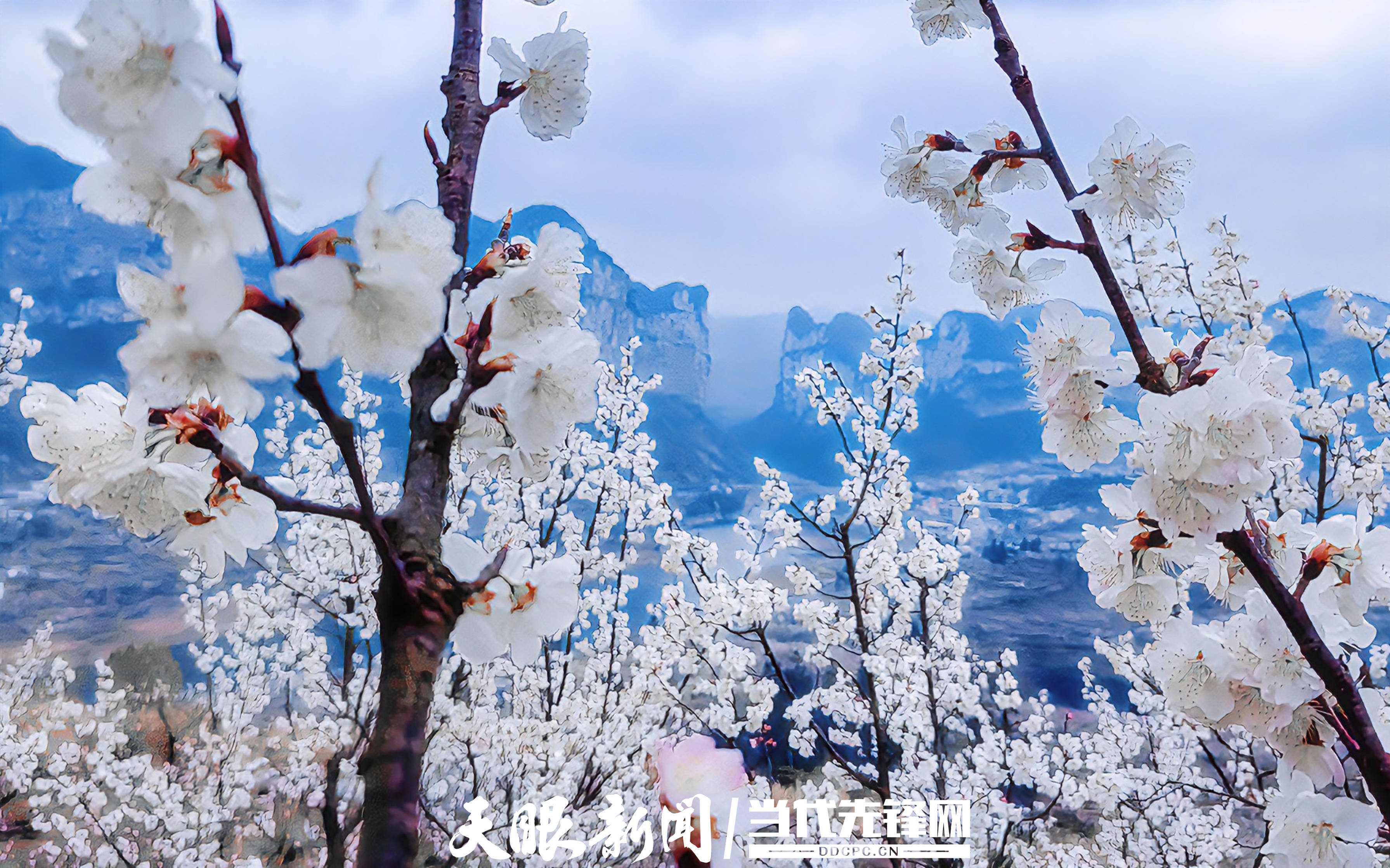 织金县马场镇有花香有幸福