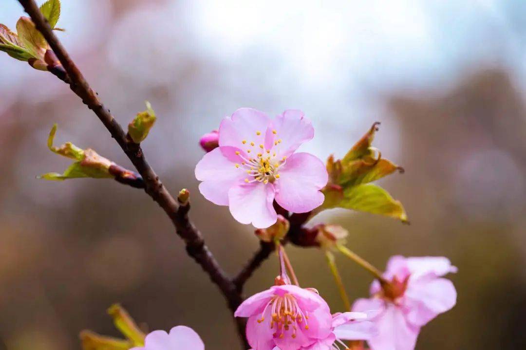 预告南林樱花消息树开花啦