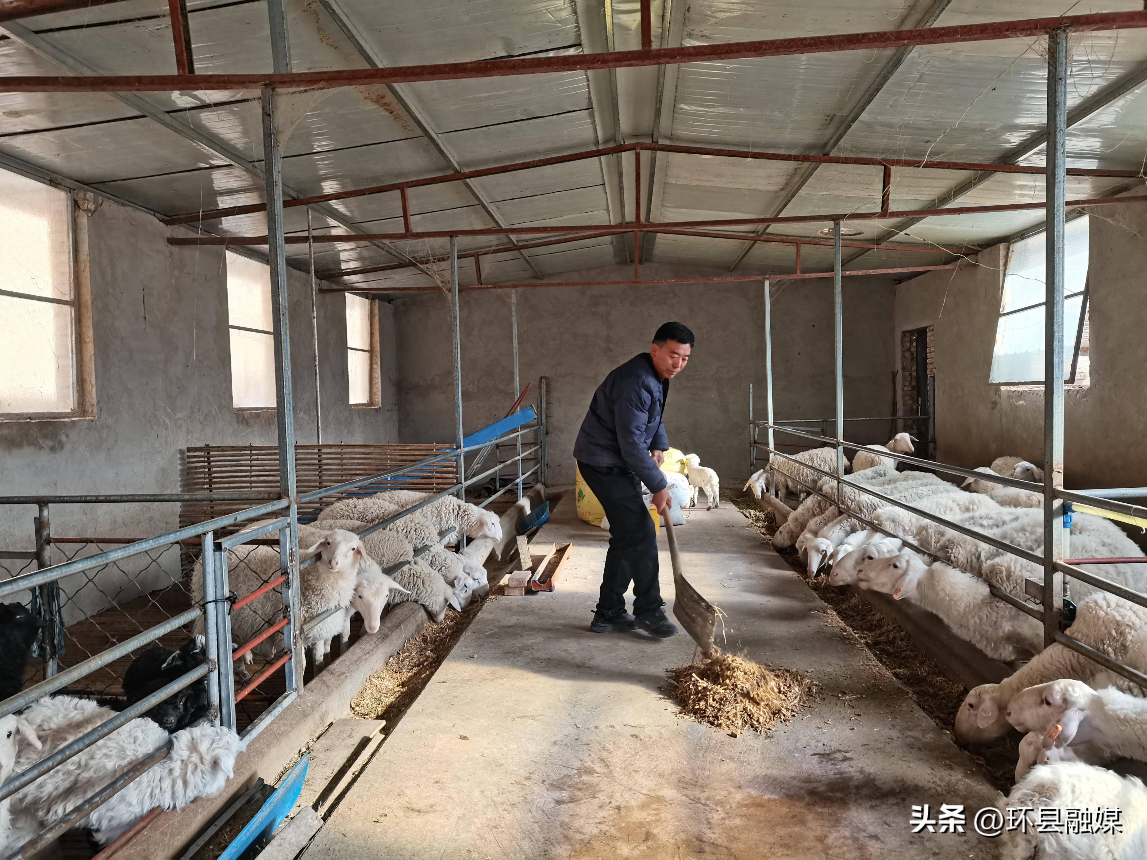 致富经养羊视频2019全集视频的简单介绍