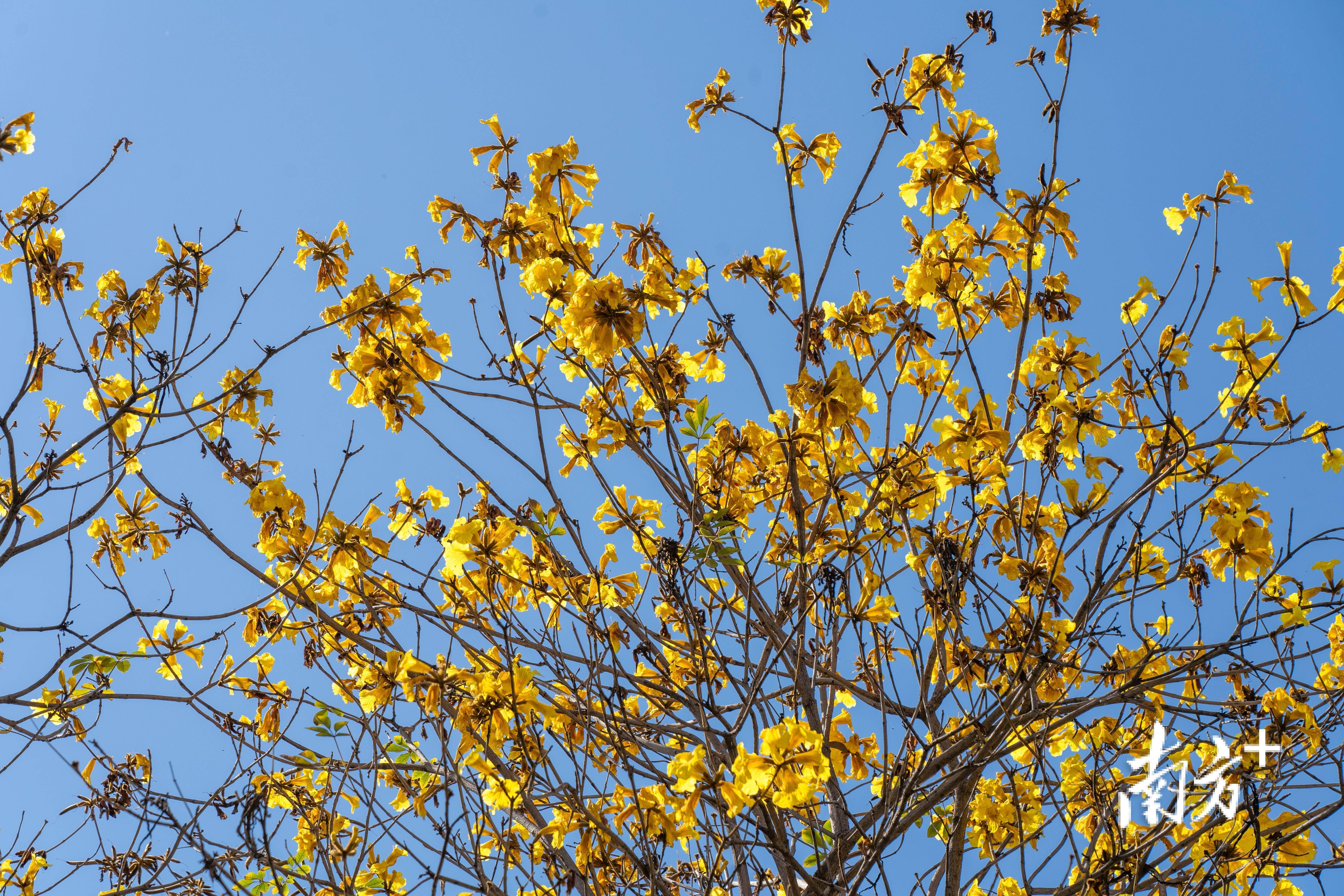 多图|春花烂漫,揭阳春日氛围感满满