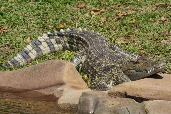 去年惊现香港的鳄鱼有后续了