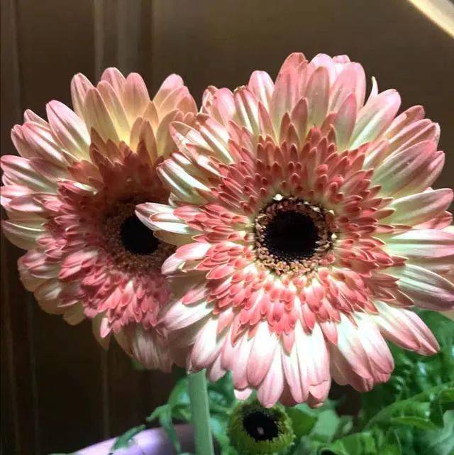 非洲菊如何养殖6个要点要牢记可延长花期增加花量