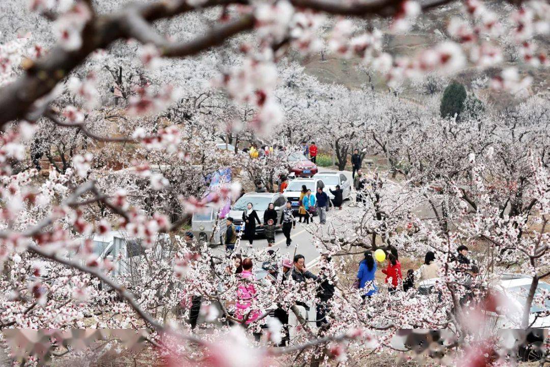 2024相山黄里杏花文化旅游节本周六开幕