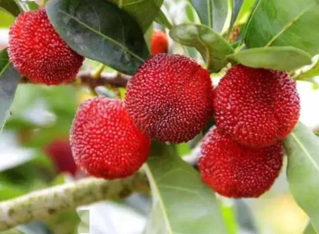 云南杨梅3元一颗高价上市批发价每公斤超200元