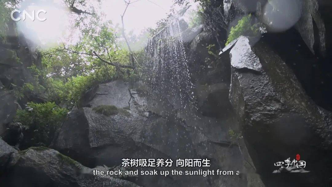 夜雨昼晴的气候极适合植物生长,而当六亿年前的冰碛岩中的养分随雨水