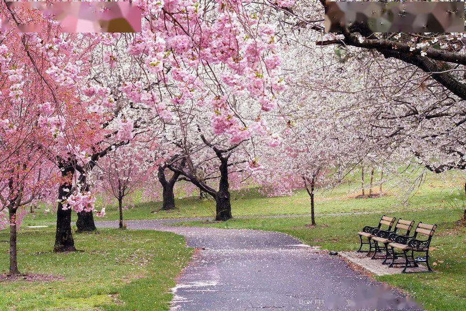 纽约的樱花观赏,分成早樱和晚樱两种.