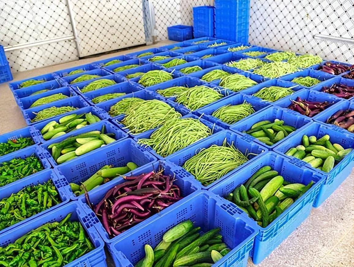 随着市场需求的不断增加,公司还建设了有机蔬菜加工中心,冷链净菜配送