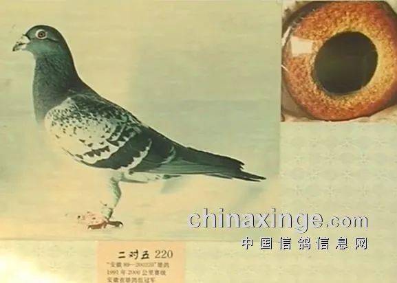 「铭鸽」玉门超远程历史上的大铭鸽"二对五""九龙王"_比赛_徐桂_先生