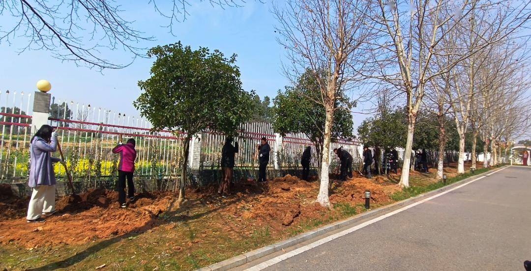 春风十里正植有你市委党校组织开展312植树活动