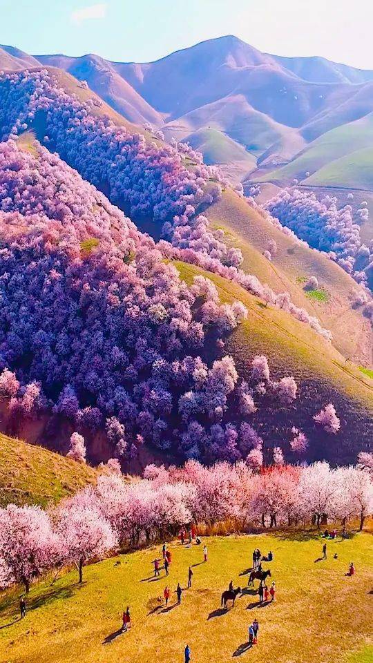 【国旅自组】力哥带你赏新疆   吐尔根杏花,那拉提双草原,赛里木湖