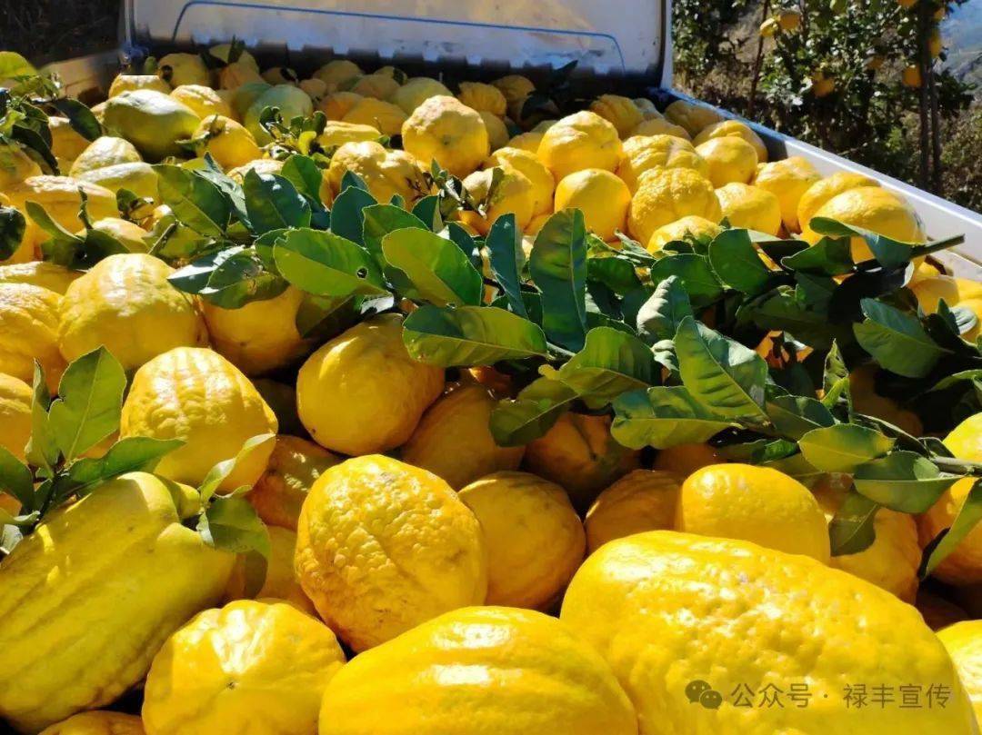 禄丰市广通镇鲜果干片线上线下助力小香橼闯出致富路