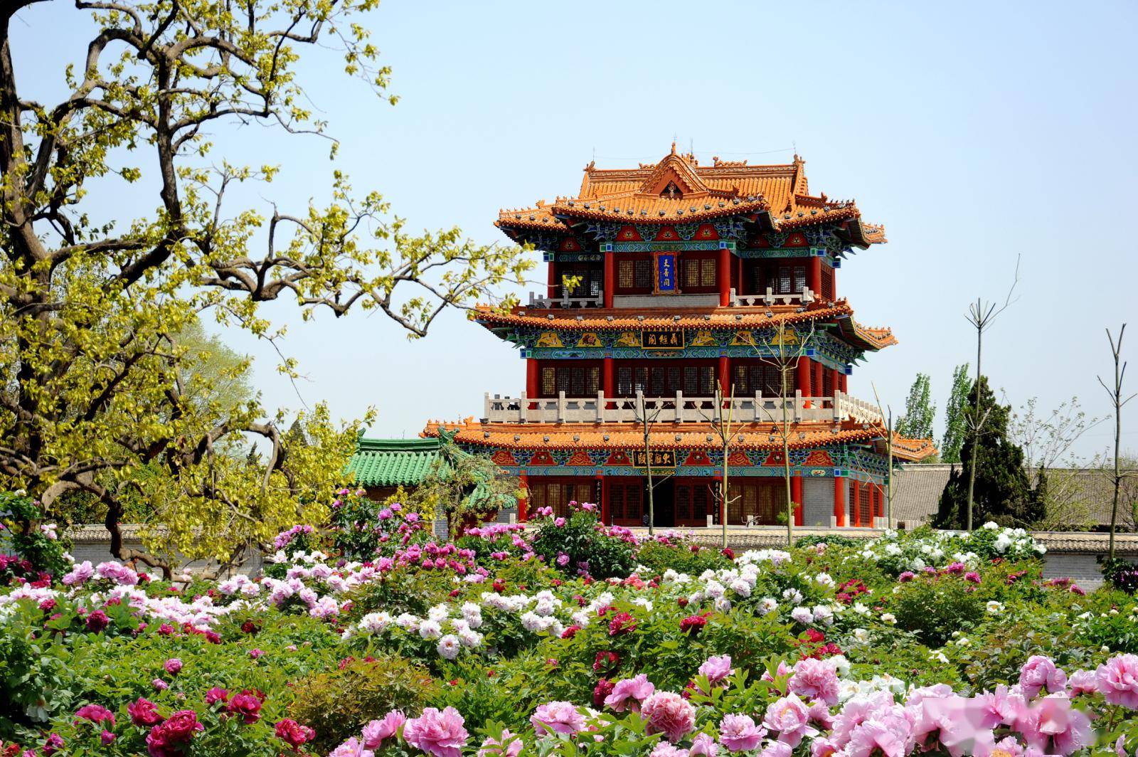 day1 牡丹的卓越风姿是菏泽四月份最亮丽的风景.