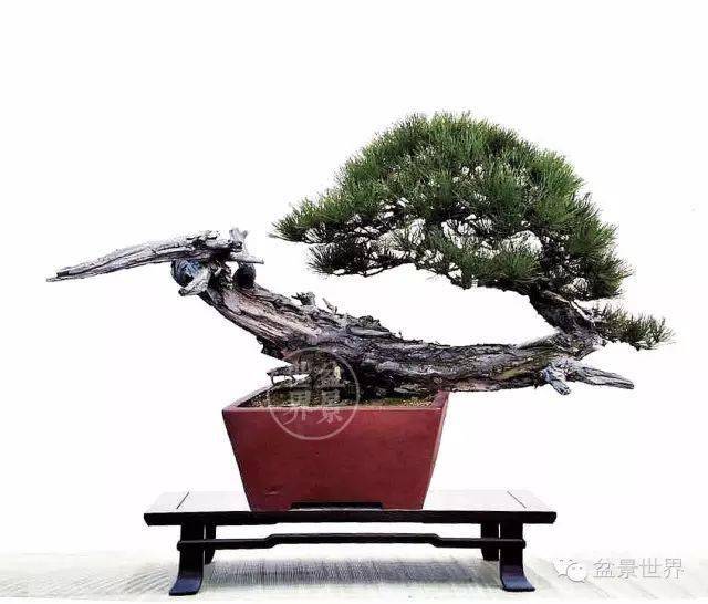 盆景展(滇池会展中心)铜奖▲云南王长伍作品《回头望月》(尖叶木樨榄